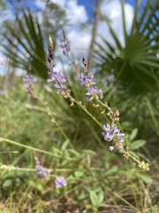 Orbexilum psoralioides