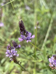 Orbexilum psoralioides