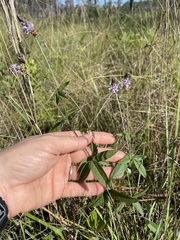 Orbexilum psoralioides