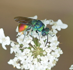 Chrysis clarinicollis