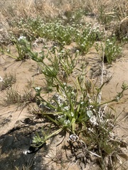 Plagiobothrys salsus