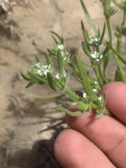 Plagiobothrys salsus