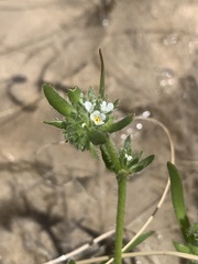 Plagiobothrys salsus