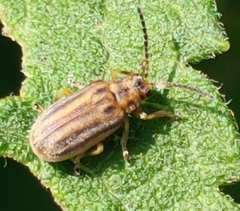 Ophraella notata