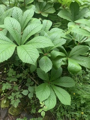 Rodgersia