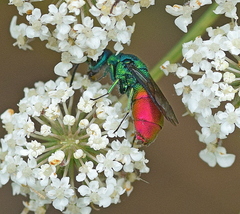 Chrysis clarinicollis