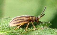 Ophraella notata