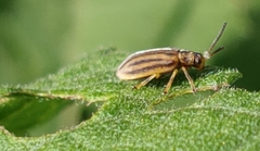 Ophraella notata