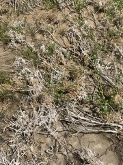 Plagiobothrys salsus