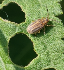 Ophraella notata