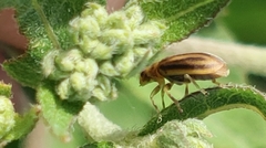 Ophraella notata