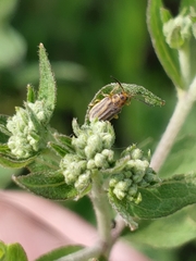 Ophraella notata
