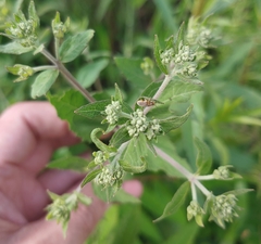 Ophraella notata