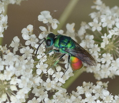 Chrysis clarinicollis