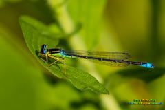Enallagma antennatum