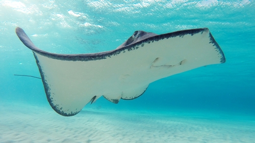Southern Stingray, photo 7 of 10