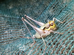 Eupholidoptera megastyla