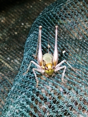 Eupholidoptera megastyla