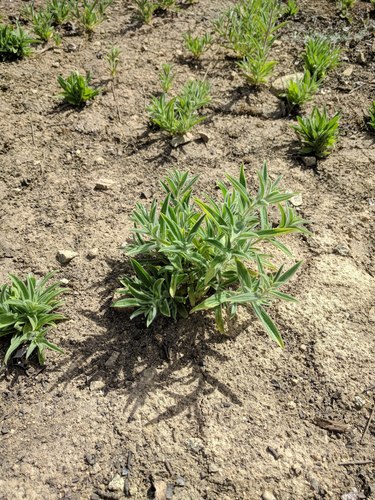 Vinegar-weed foliage