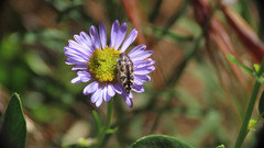 Acmaeodera hepburnii