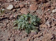 Glyptopleura marginata