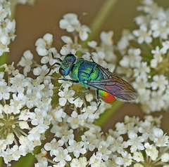 Chrysis clarinicollis
