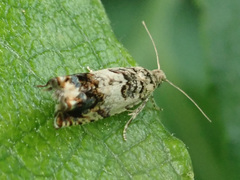 Epinotia subocellana