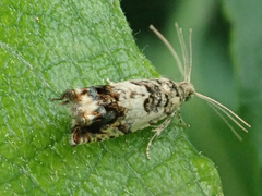 Epinotia subocellana