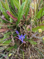 Brodiaea elegans elegans