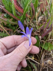 Brodiaea elegans elegans