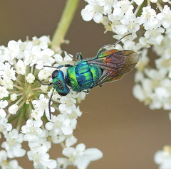Chrysis clarinicollis