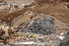 Ctenomys magellanicus
