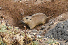 Ctenomys magellanicus