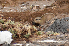 Ctenomys magellanicus