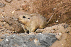 Ctenomys magellanicus