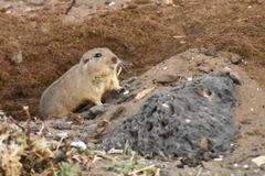 Ctenomys magellanicus