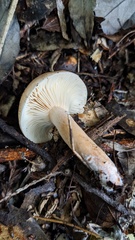 Lactarius pterosporus