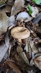Lactarius pterosporus