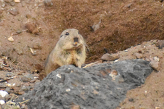 Ctenomys magellanicus
