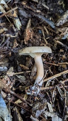 Lactarius pterosporus