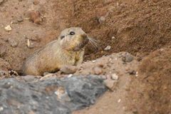 Ctenomys magellanicus