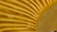 Lactarius pterosporus