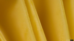 Lactarius pterosporus