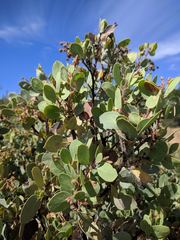 Arctostaphylos viscida mariposa
