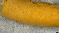 Lactarius pterosporus