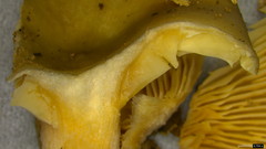 Lactarius pterosporus