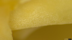 Lactarius pterosporus