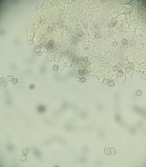 Lactarius pterosporus