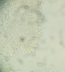 Lactarius pterosporus