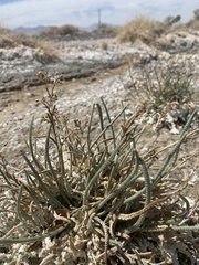 Ivesia kingii eremica